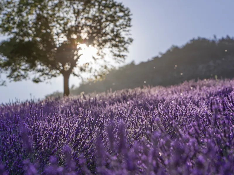 Tree and lavender
