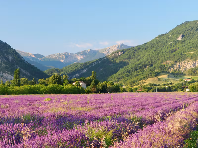 Diois lavender field