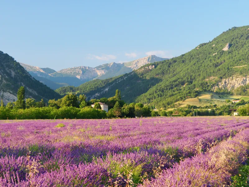 Diois lavender field