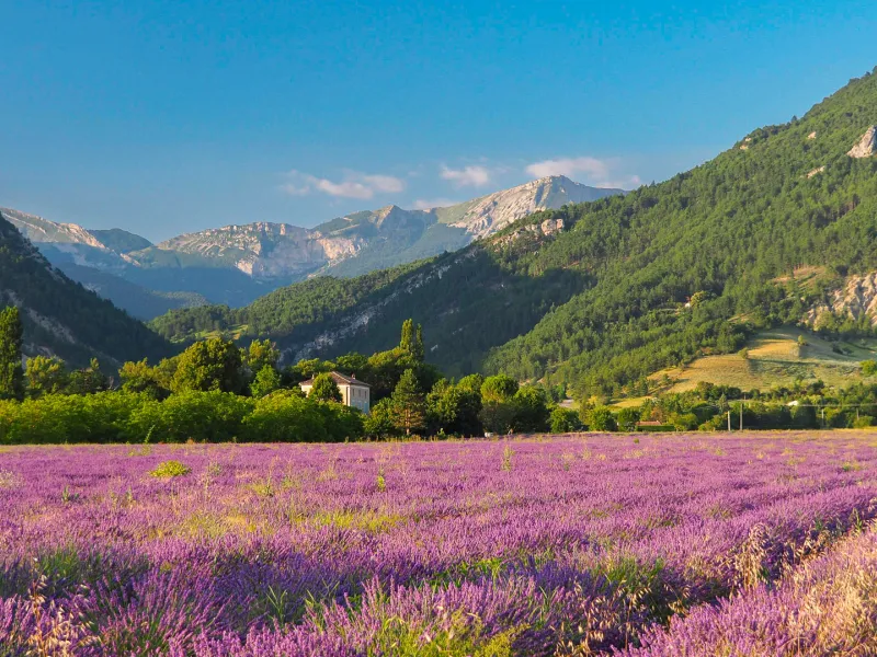 Diois lavender