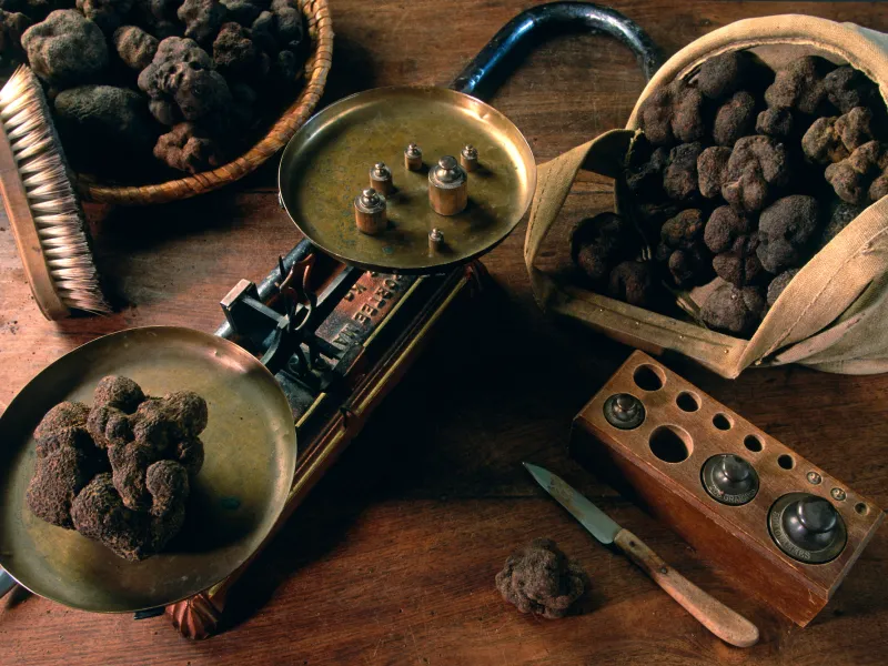 Truffles, the black diamonds of Provence