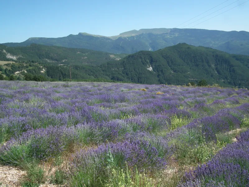 Lavender in Valdrôme