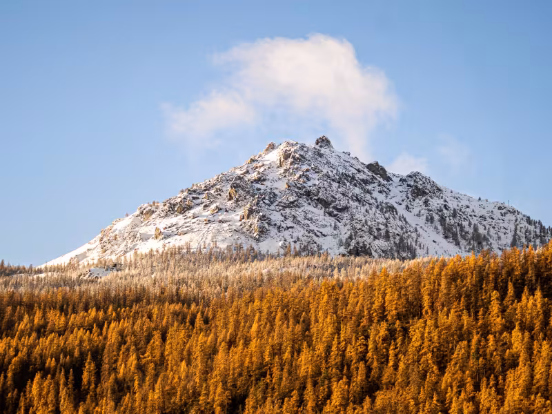 Larch in autumn