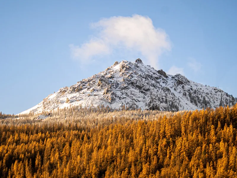 Larch in autumn