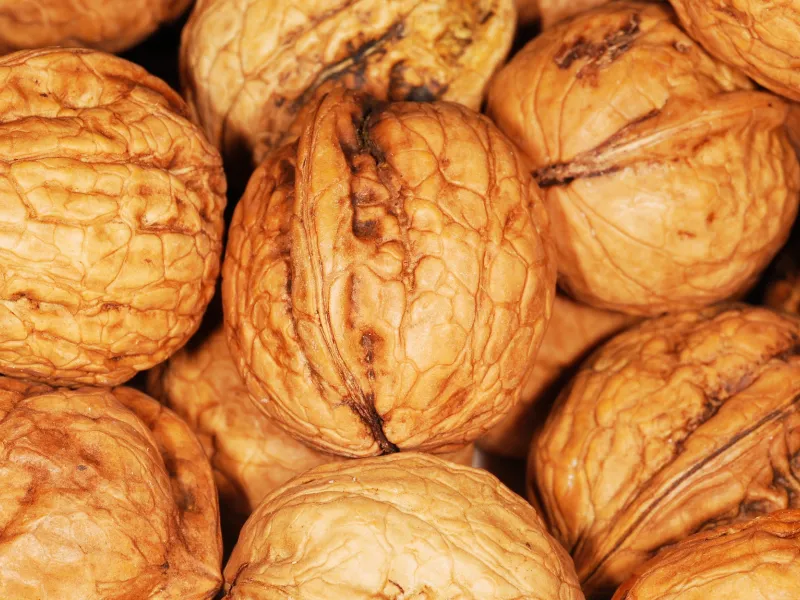 Montmorin walnut