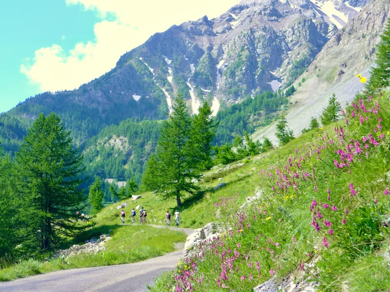 Alpine lawns and larches accompany cyclists