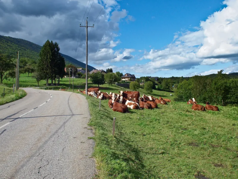 Herd of cows on this Savoyard variant of the RGA