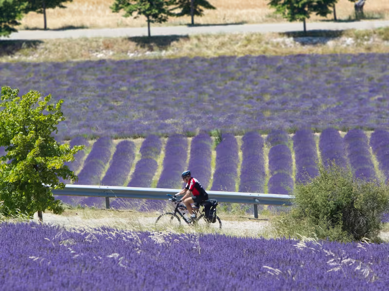 Cycling in the lavender fields of the Baronnies