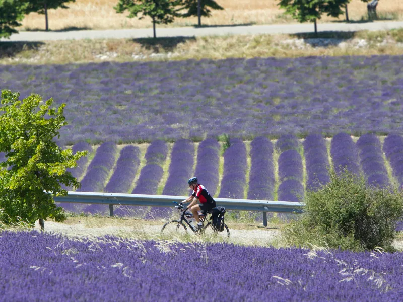 Cycling in the lavender fields of the Baronnies