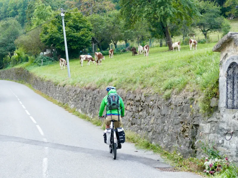 Cycling in a mountain pasture atmosphere with cows on Chablais roads