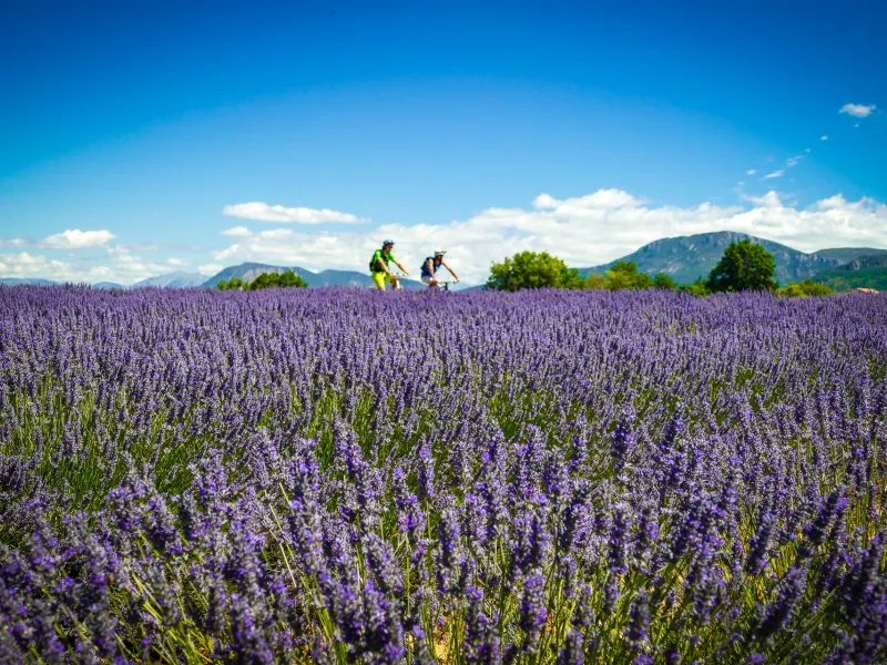 Routes de la lavande à vélo