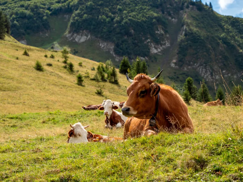 Herd of Tarine cows on the north side of the Iseran pass