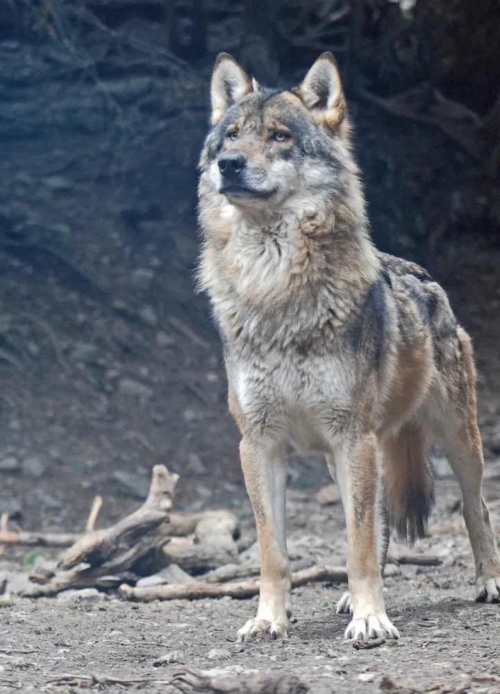Male wolf
