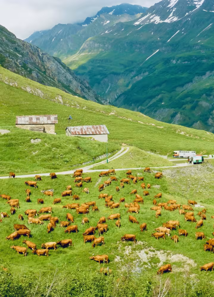 Tarine cows producing milk for the famous Beaufort cheese in Corm