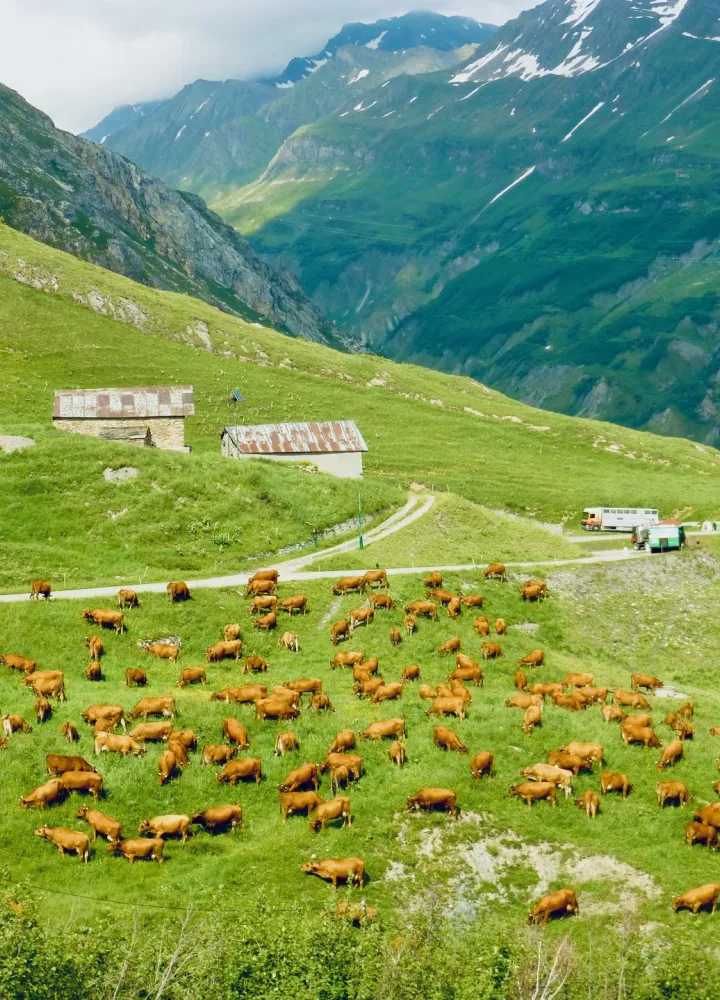 Tarine cows producing milk for the famous Beaufort cheese in Corm