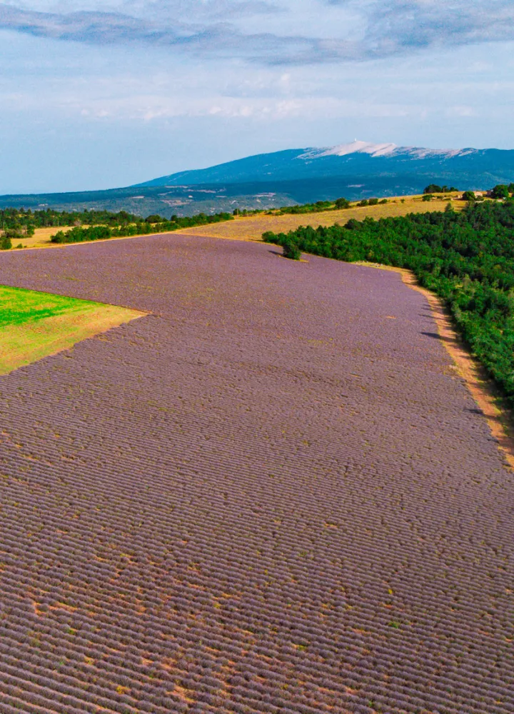 Mont Ventoux and lavender chmpa