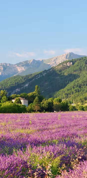 Diois lavender field
