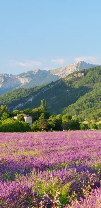 Diois lavender field