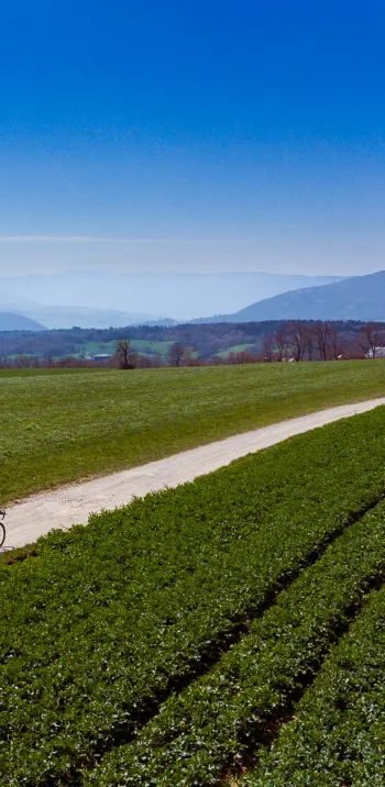 Head south on Mont Sion's gravel trails