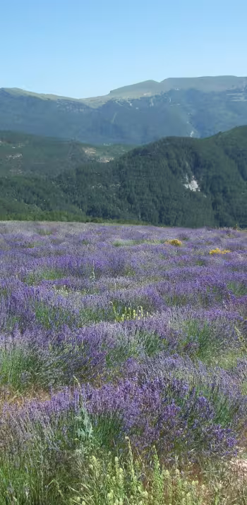 Lavender in Valdrome LT Grandes Itinerances.jpeg