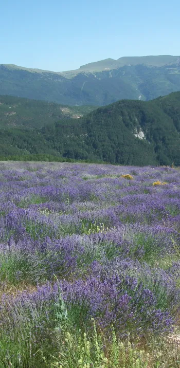 Lavender in Valdrome LT Grandes Itinerances.jpeg
