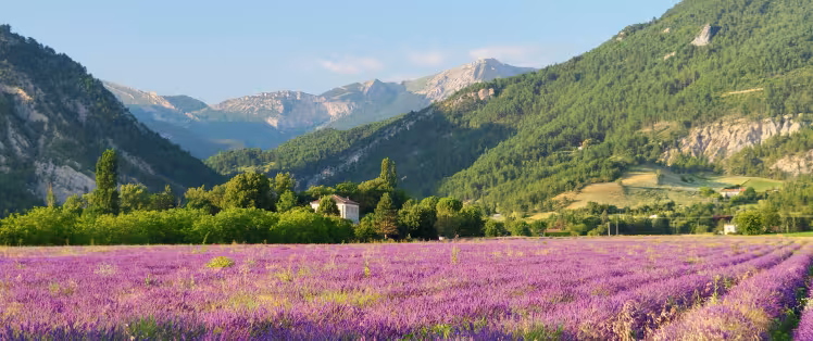 Diois lavender field