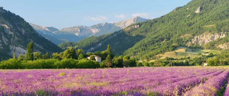 Diois lavender field