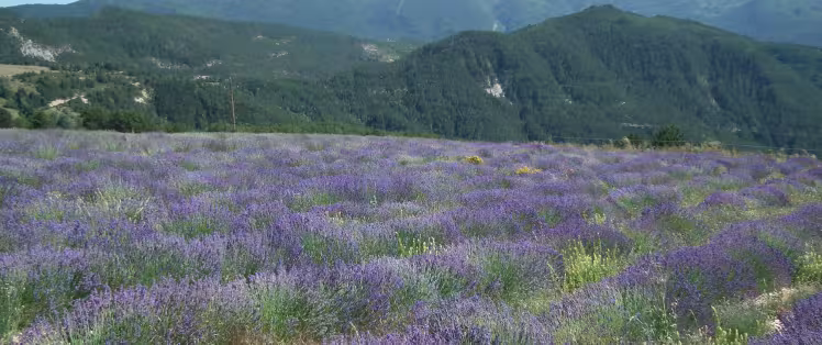 Lavender in Valdrome LT Grandes Itinerances.jpeg