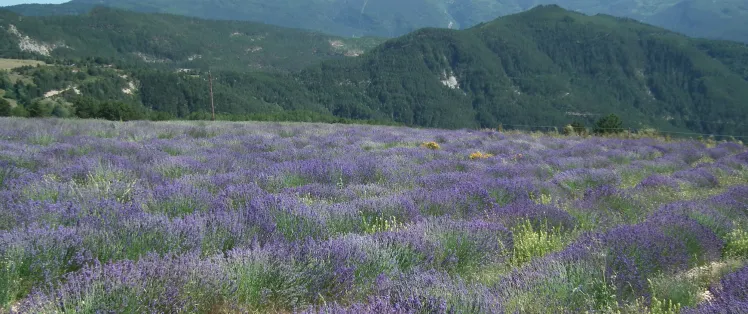 Lavender in Valdrome LT Grandes Itinerances.jpeg