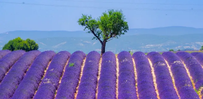 Moustiers-Sainte-Marie - Manosque (Plateau de Valensole)