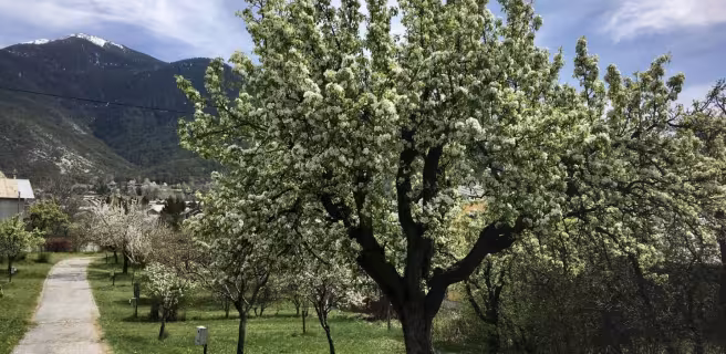 Le Catinat Fleuri