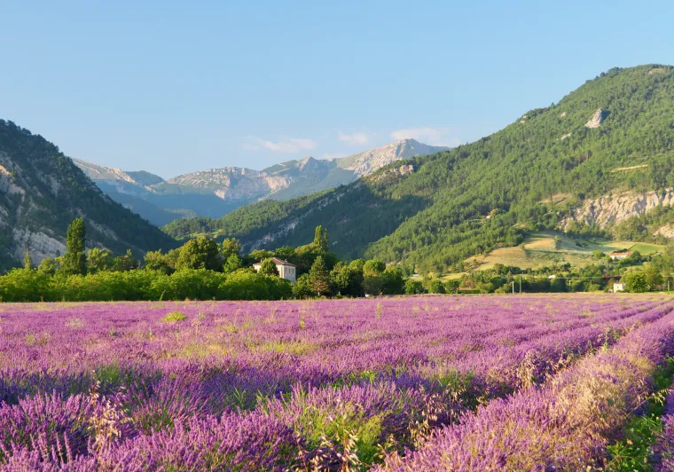 Diois lavender field
