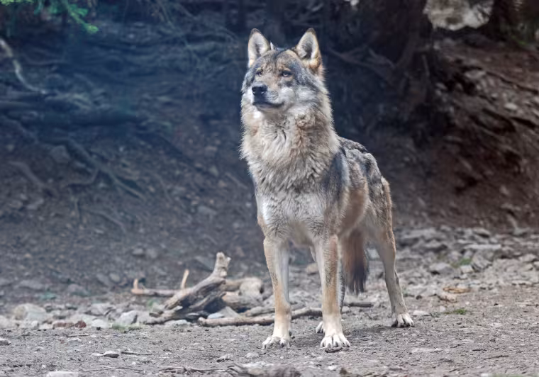 Male wolf