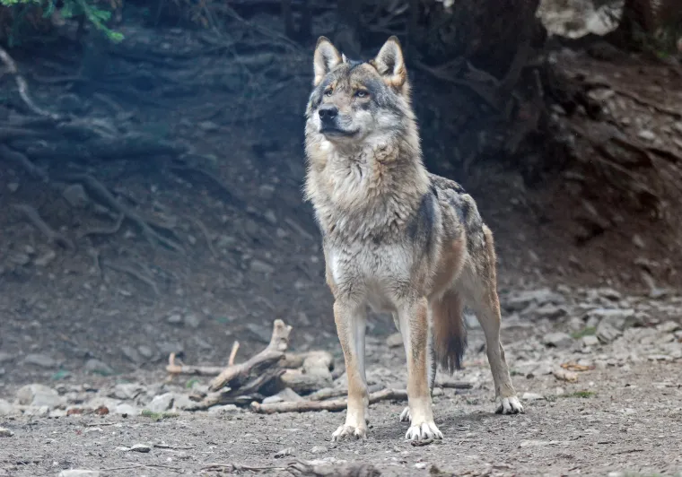 Male wolf