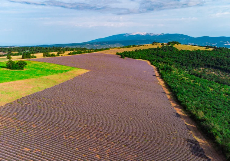 Mont Ventoux and lavender chmpa