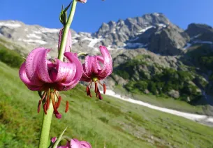 Martagon lily against a backdrop of Sirac on the way up to Chabourneou for the ibex count