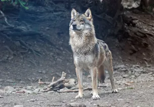 Male wolf