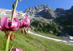 Martagon lily against a backdrop of Sirac on the way up to Chabournéou