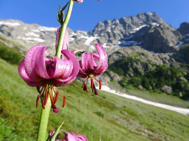 Martagon lily against a backdrop of Sirac on the way up to Chabourneou for the ibex count
