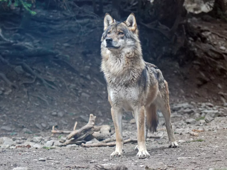 Male wolf