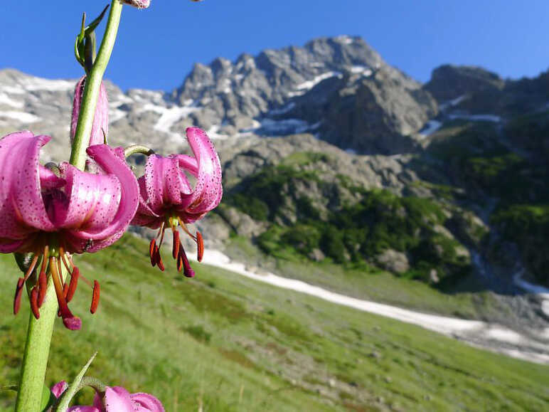 Martagon lily against a backdrop of Sirac on the way up to Chabournéou